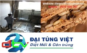 Công Ty TNHH Trừ Mối Và Côn Trùng Đại Tùng Việt
