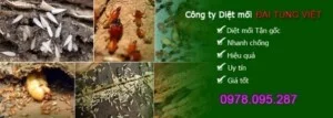 Công Ty TNHH Trừ Mối Và Côn Trùng Đại Tùng Việt