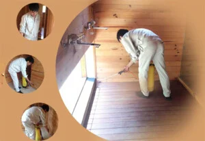 Công Ty TNHH Trừ Mối Và Côn Trùng Đại Tùng Việt