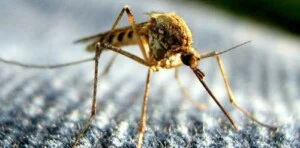 Công Ty TNHH Oh Yes Pest Control