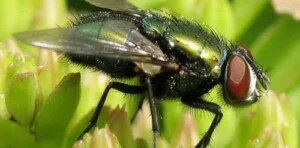 Công Ty TNHH Oh Yes Pest Control