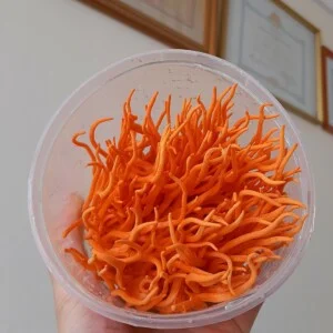 Trung Tâm Đấu Tranh Sinh Học – Viện Bảo Vệ Thực Vật