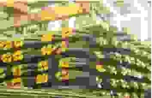 Sắt Thép Mạnh Phát – Công Ty TNHH Sắt Thép Mạnh Phát