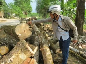 Gỗ Phú Toàn – Công Ty TNHH Sản Xuất Thương Mại Phú Toàn