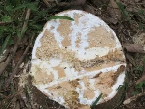 Gỗ Phú Toàn – Công Ty TNHH Sản Xuất Thương Mại Phú Toàn