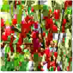 Vật Tư Làm Nông Lucky Garden – Công Ty TNHH Nhanh Thật Nhanh