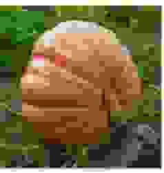 Vật Tư Làm Nông Lucky Garden – Công Ty TNHH Nhanh Thật Nhanh