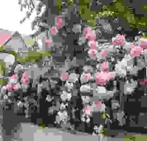 Công Ty Cổ Phần Kiến Trúc Gia Việt (Cây Xanh Miền Trung)