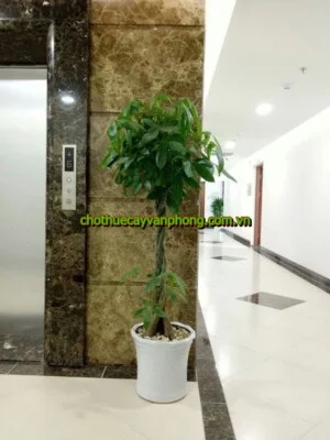 Chi Nhánh Bắc Ninh – Công Ty Cổ Phần Xây Dựng Cảnh Quan Sinh Thái Và Môi Trường Minh Anh