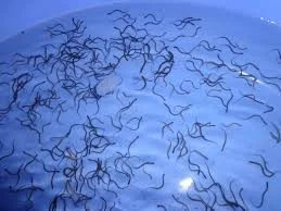 Trại Lươn Giống Nhân Tạo ASA (ASA Lươn Giống)