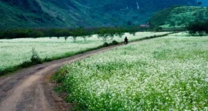 Công Ty TNHH Dịch Vụ & Du Lịch Ngọc ánh