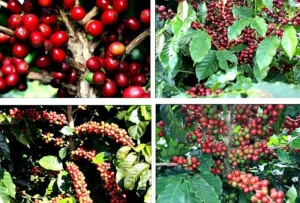 Công Ty Đầu Tư Và Xuất Nhập Khẩu Hoàng Long