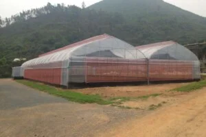 Nhà Kính WPVN – Công Ty TNHH Watanabe Pipe Việt Nam