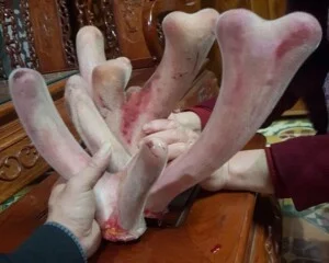 Nhung Hươu Hương Sơn