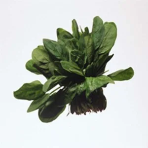 Công Ty TNHH Nông Nghiệp An Thịnh Phát