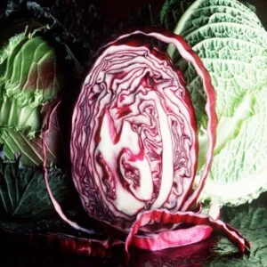 Công Ty TNHH Nông Nghiệp An Thịnh Phát