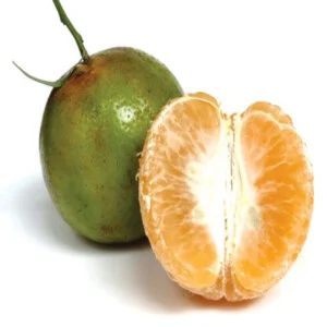 Công Ty TNHH Nông Nghiệp An Thịnh Phát