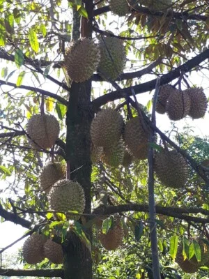 Hợp Tác Xã Nông Nghiệp Nam Ban