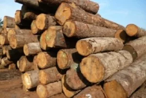 Gỗ Sài Gòn – Công Ty TNHH Nguyên Liệu Gỗ Sài Gòn