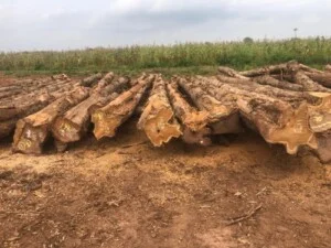 Gỗ Phú An – Công Ty TNHH Nông Lâm Sản Phú An