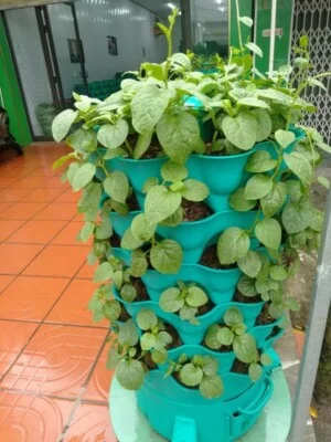 Tháp Rau Hữu Cơ – Công Ty Cổ Phần HP Vina Gap