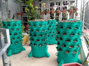 Tháp Rau Hữu Cơ – Công Ty Cổ Phần HP Vina Gap