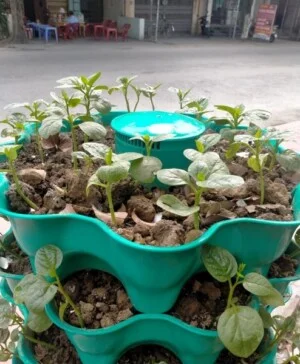 Tháp Rau Hữu Cơ – Công Ty Cổ Phần HP Vina Gap