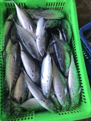 Thủy Sản Minh Trân – Công Ty TNHH Thủy Sản Minh Trân