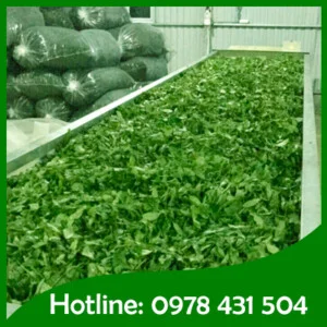 Trà Ô Long Mường Hoa – Công Ty TNHH MTV Mường Hoa