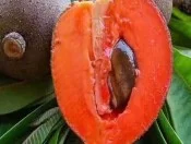 Công Ty TNHH Nghiên Cứu Phát Triển Nông Nghiệp Việt Nam