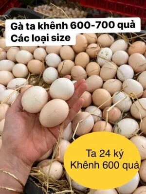 Trứng Thanh Nhân – Cơ Sở Trứng Thanh Nhân