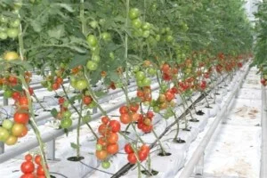 Công Ty Cổ phần SCG Việt Nam
