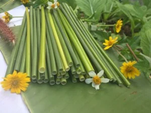 ống Hút Cỏ Bàng Green Future – Công Ty TNHH Sản Xuất Và Thương Mại Green Future Việt Nam