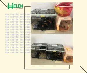 Helen Express – Công Ty TNHH Vận Chuyển Helen Express