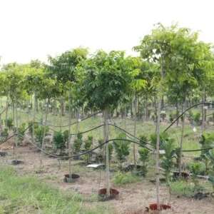 Công Ty Cổ Phần Sài Gòn Hoa