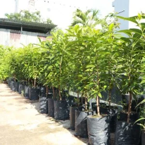 Công Ty Cổ Phần Sài Gòn Hoa