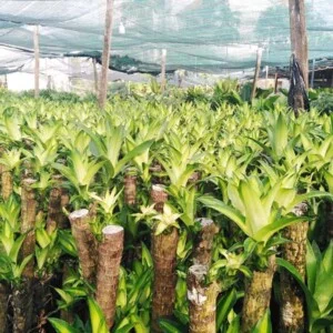 Công Ty Cổ Phần Sài Gòn Hoa