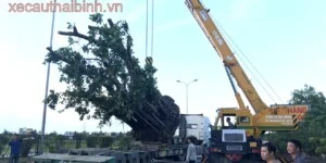 Cho Thuê Xe Cẩu Đạt Dũng – Công Ty TNHH Cơ Khí Xây Dựng, Thương Mại Và Dịch Vụ Đạt Dũng