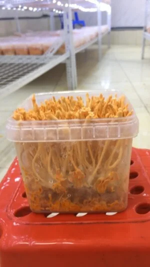 Thực Phẩm Bổ Dưỡng ECO – Công Ty Cổ Phần Phát Triển Công Nghệ Và Nhân Lực ECO