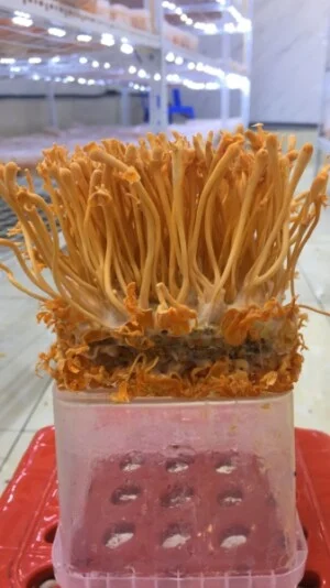 Thực Phẩm Bổ Dưỡng ECO – Công Ty Cổ Phần Phát Triển Công Nghệ Và Nhân Lực ECO