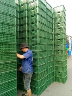 Pallet Nhựa Kim Anh