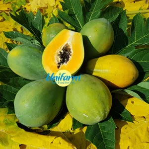 Unifarm – Công Ty CP Nông Nghiệp U&I