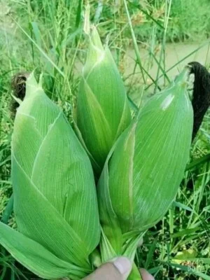 Cửa Hàng Hạt Giống Phú Yên