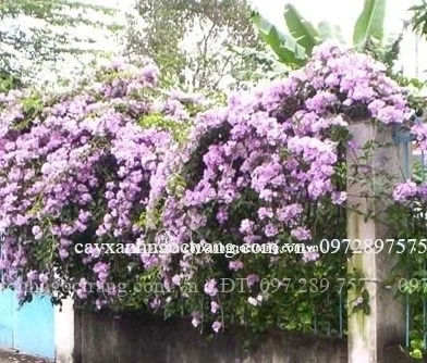 Sen Đất Phú – Công Ty TNHH SX Và KD Quốc Tế Đất Phú