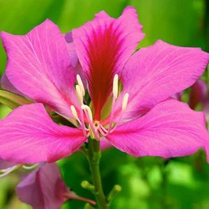 Công Ty Cây Xanh Hồng Dương