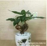 Công Ty TNHH Tư Vấn Thiết Kế Kiến Trúc – Cảnh Quan Hồ Nguyễn