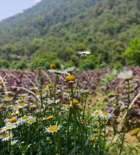 Công ty TNHH Quốc tế Hua Yu
