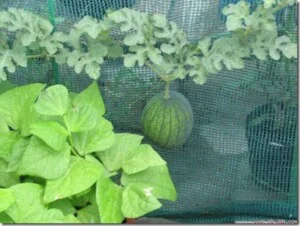 Công Ty Cổ Phần Dệt Kim Đại Tín