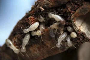 Công Ty TNHH Kiểm Soát Sinh Vật Gây Hại An Sinh