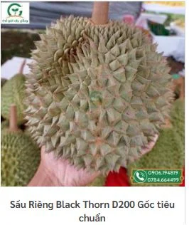 Công Ty TNHH MTV Thế giới Cây Giống